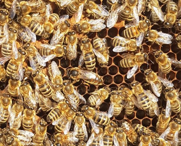 Wo ist die Königin?